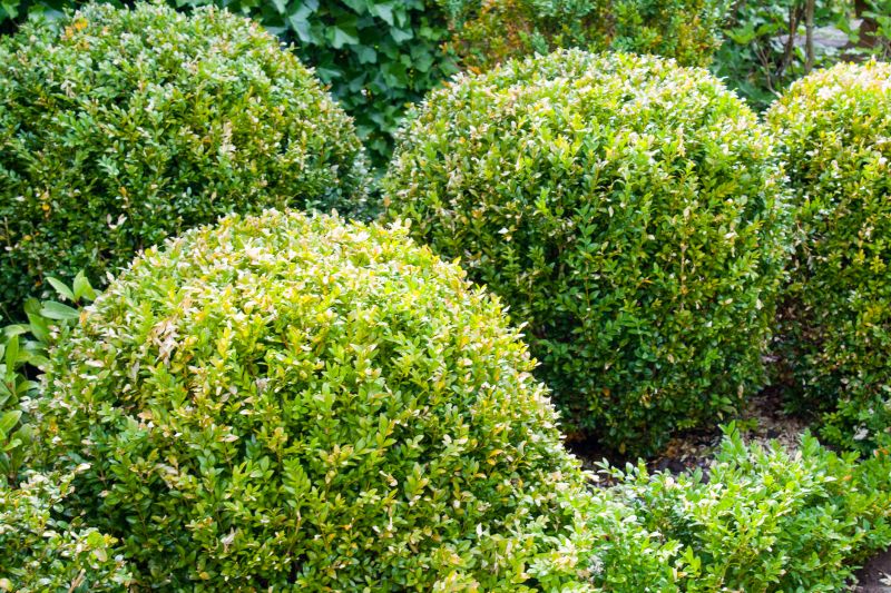 Boxwood Trimming