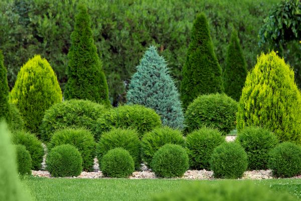 Cost of Bush Shaping Service in Carlsbad