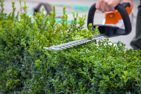 Cost of Hedge Pruning in Carlsbad
