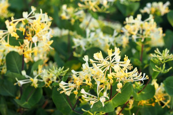 Cost of Honeysuckle Removal in Carlsbad