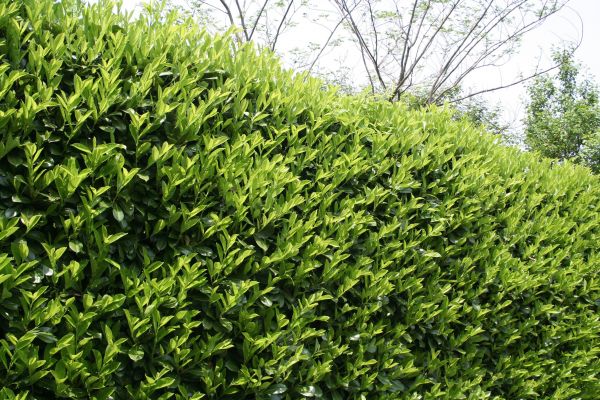 Cost of Laurel Removal in Carlsbad