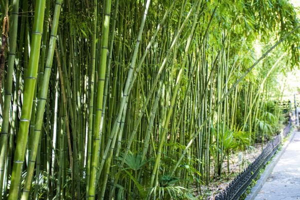Cost of Bamboo Root Removal in Carlsbad