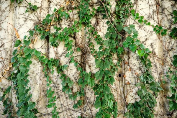Cost of Vine Removal Service in Carlsbad