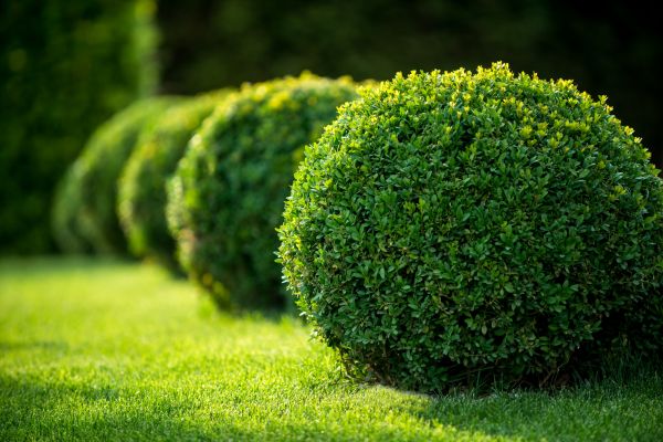 Cost of Bush Pruning in Carlsbad