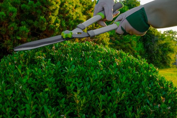 Cost of Topiary Shearing in Carlsbad