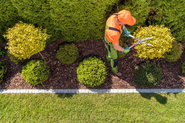 Cost of Topiary Trimming in Carlsbad