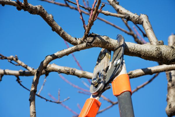 Cost of Selective Pruning in Carlsbad