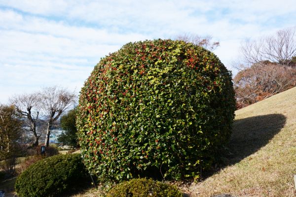 Cost of Holly Trimming in Carlsbad