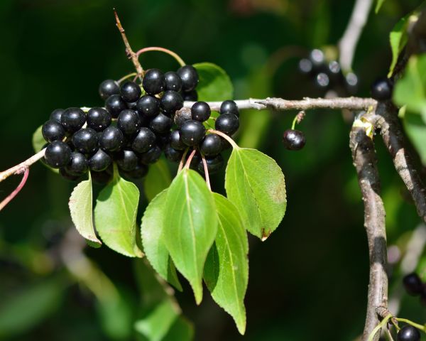 Cost of Buckthorn Removal in Carlsbad
