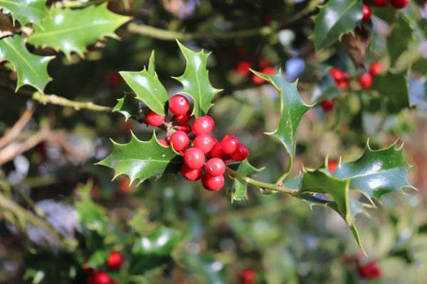 Cost of Holly Tree Trimming in Carlsbad