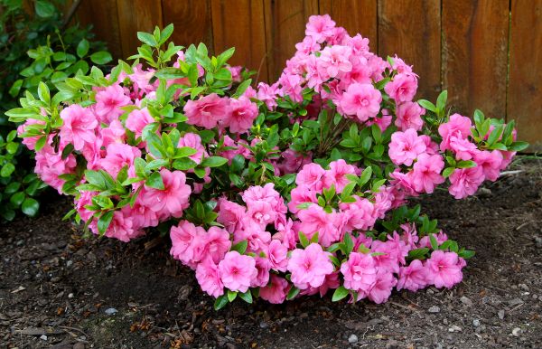 Cost of Azaleas Removal in Carlsbad