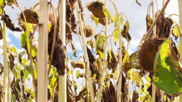 Cost of Dead Plant Removal in Carlsbad