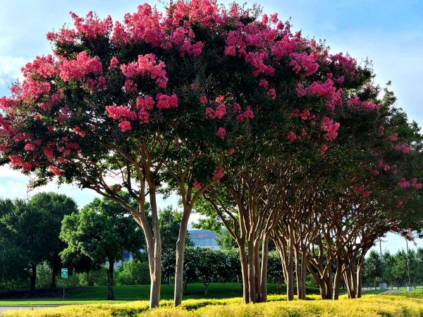 Cost of Crepe Myrtle Pruning in Carlsbad