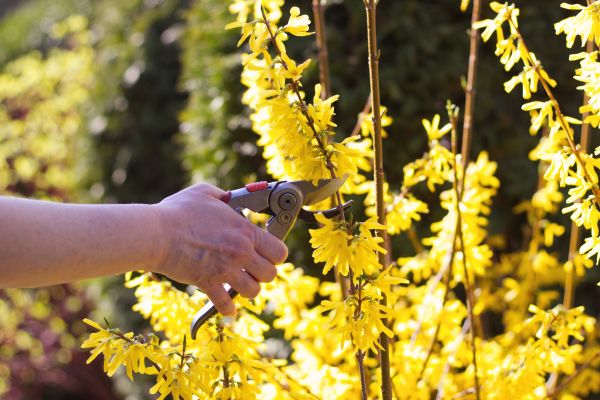 Cost of Forsythia Pruning in Carlsbad