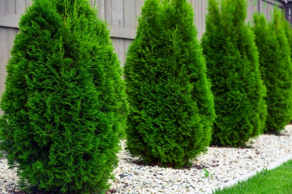 Cost of Arborvitae Removal in Carlsbad