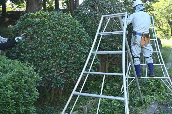 Cost of Holly Shaping in Carlsbad