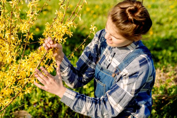 Cost of Forsythia Trimming in Carlsbad