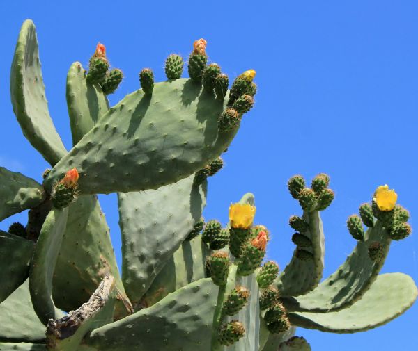 Cost of Cactus Removal in Carlsbad