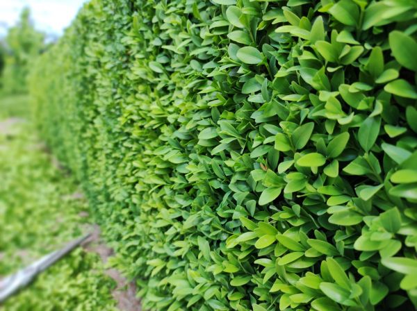 Cost of Boxwood Pruning in Carlsbad