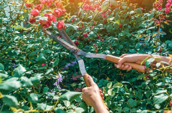 Cost of Knockout Roses Pruning in Carlsbad