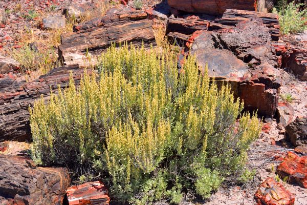 Cost of Sagebrush Removal in Carlsbad