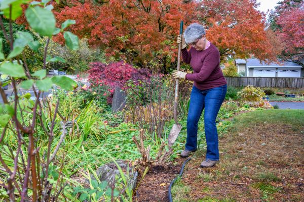 Cost of Dead Bush Removal in Carlsbad