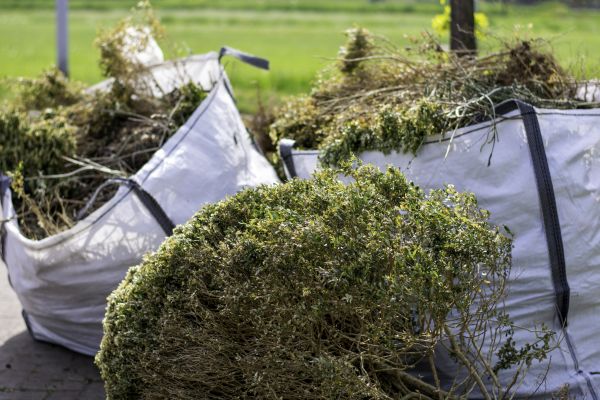 Cost of Dead Shrub Removal in Carlsbad