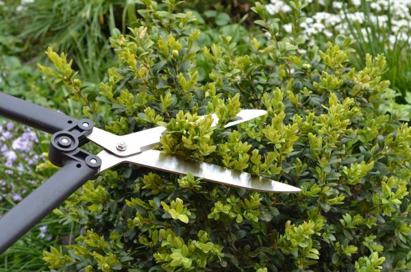 Cost of Boxwood Trimming in Carlsbad