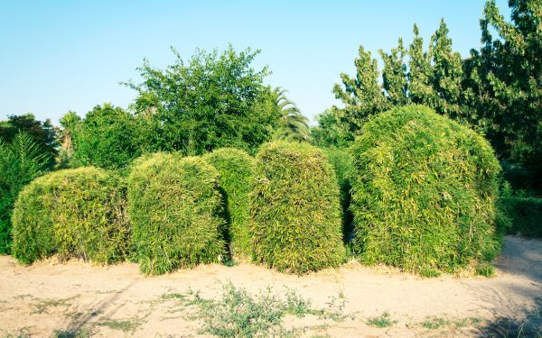 Cost of Bamboo Hedge Removal in Carlsbad