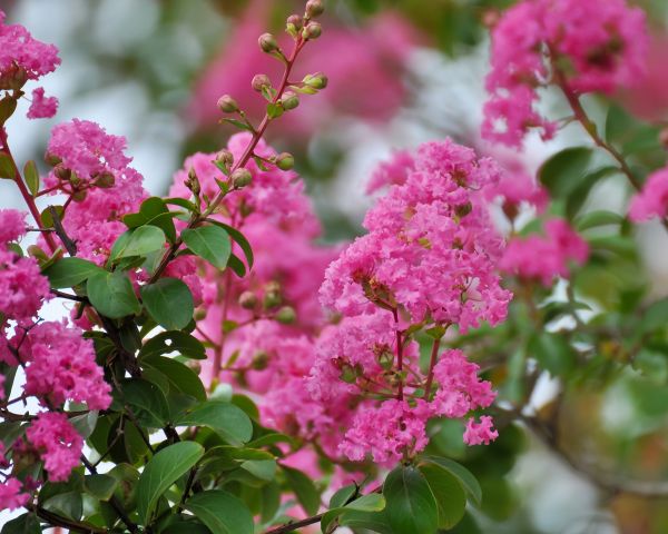Cost of Crepe Myrtle Removal in Carlsbad