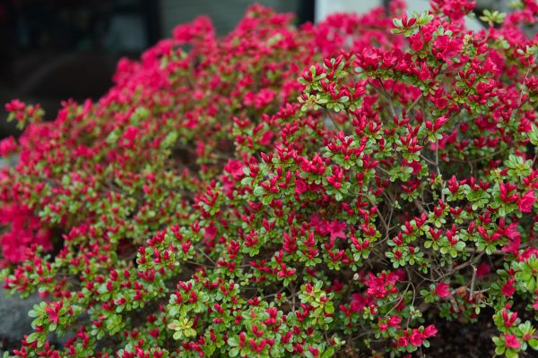 Cost of Weigela Removal Service in Carlsbad