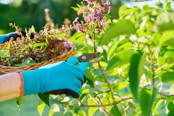 Cost of Lilac Trimming Service in Carlsbad