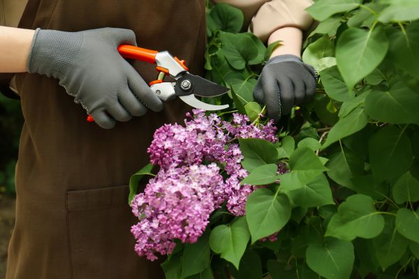 Cost of Lilac Pruning Service in Carlsbad