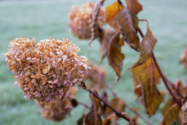 Cost of Hydrangea Removal in Carlsbad