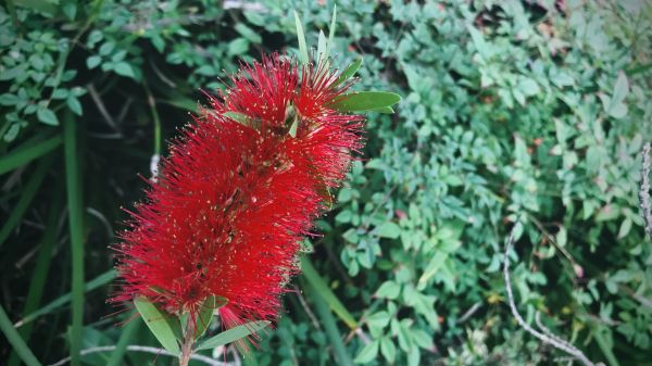 Cost of Bottlebrush Pruning in Carlsbad